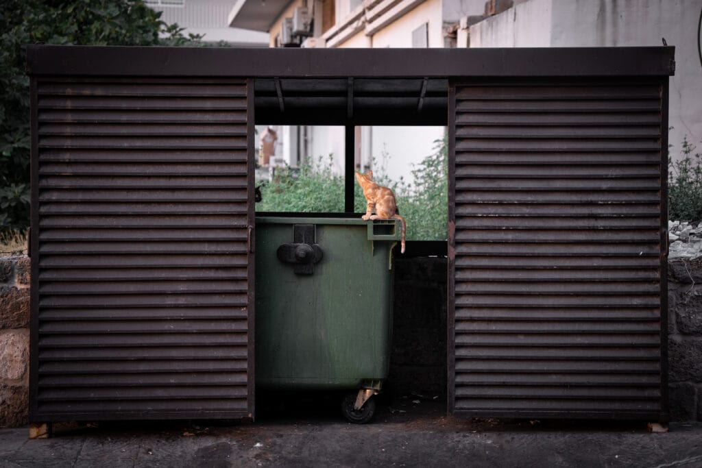 Cat on a dumpster